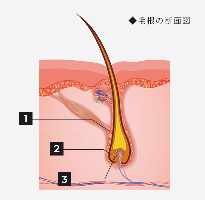 毛根の断面図